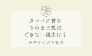 なぜタンパク質は分解しないと吸収できないの？｜分子サイズと透過性