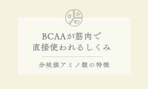 BCAAが筋肉で直接使われるしくみ｜分岐鎖アミノ酸の特徴